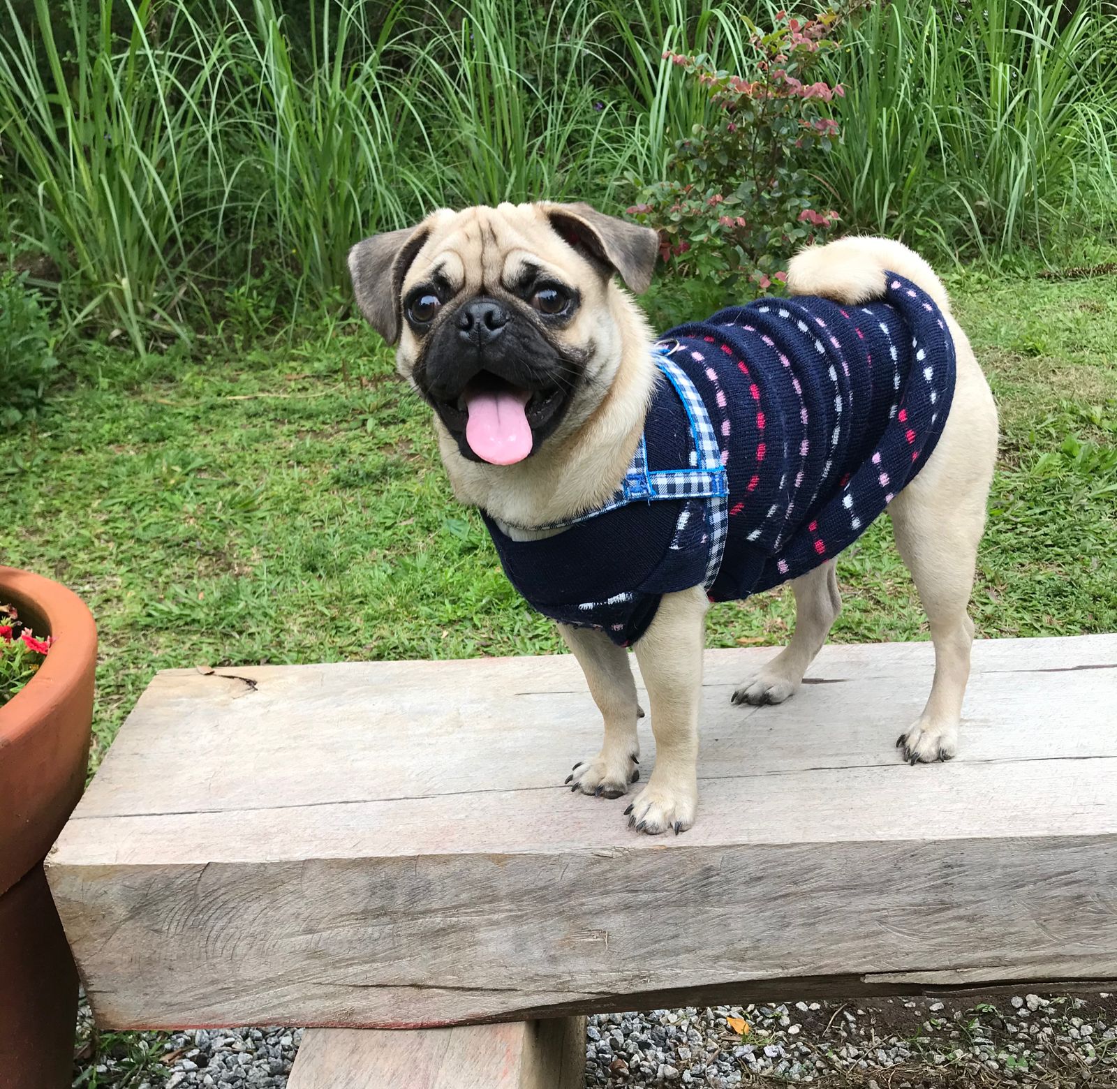 Meu pug bruce